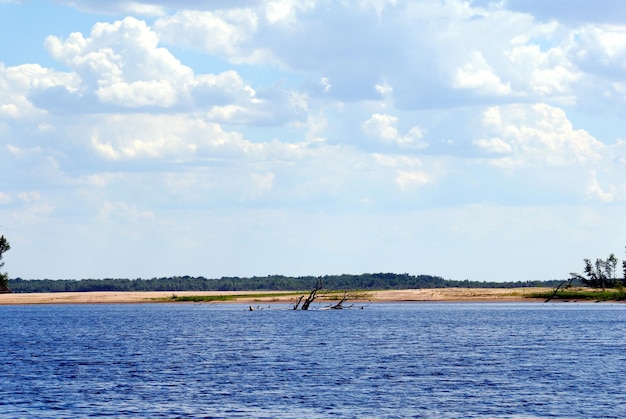 Wood on river coast