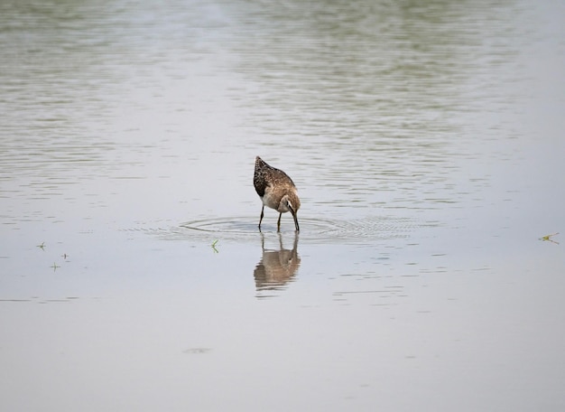 写真 沼地のタカブシギ鳥