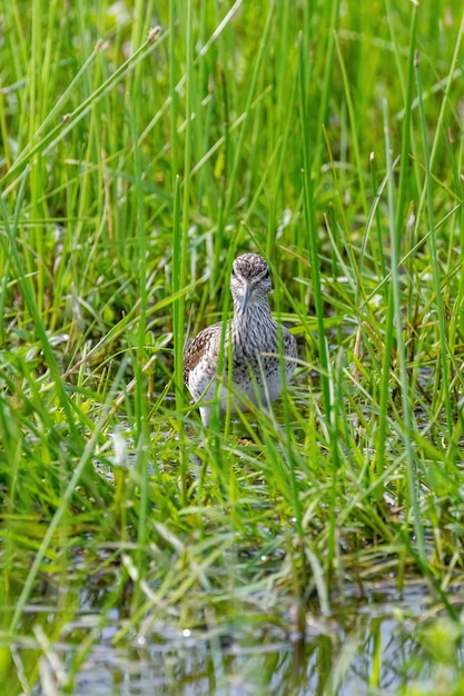 Wood Sandpiper hidden in tall marsh grass