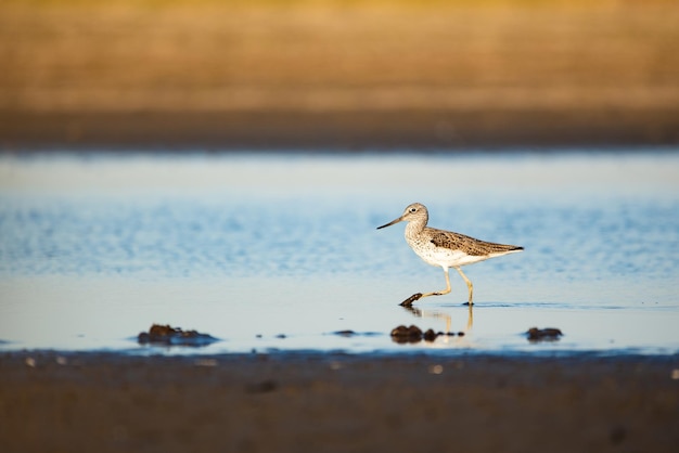 Wood sandpiper Tringa glareola on the lake