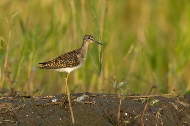 Wood sandpiper Tringa glareola standing and feeding in the mud