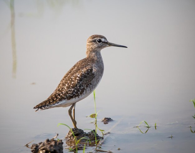 Wood Sandpiper Tringa glareola