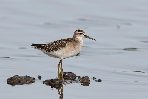 Wood sandpiper Tringa glareola