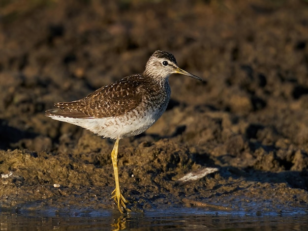 Wood sandpiper Tringa glareola