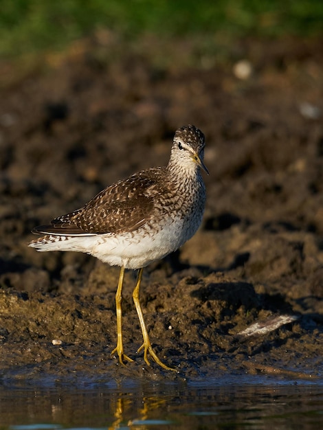 Wood sandpiper Tringa glareola