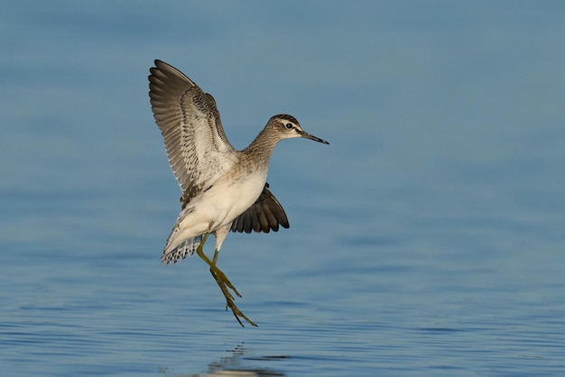 Wood sandpiper Tringa glareola