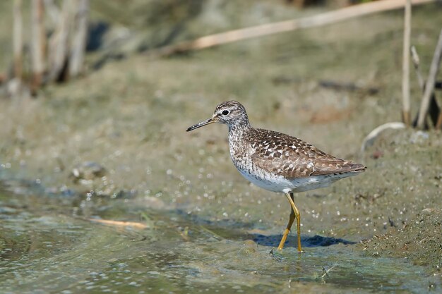 Wood sandpiper Tringa glareola