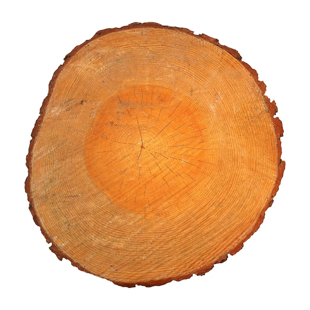 Wood section with growth rings isolated