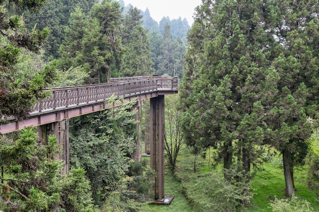 The wood sky walkway in alishan national park at taiwan.