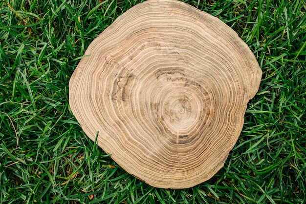 Wood slice with rings on a green lawn eco background