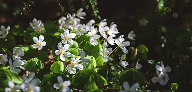 Wood Sorrel blooming in spring forest Oxalis acetosella Irish shamrock in sunlight