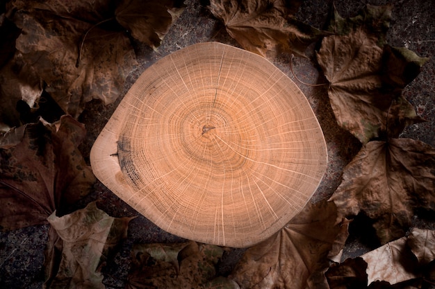 Photo wood stump cross section with tree rings with dried maple leaves.