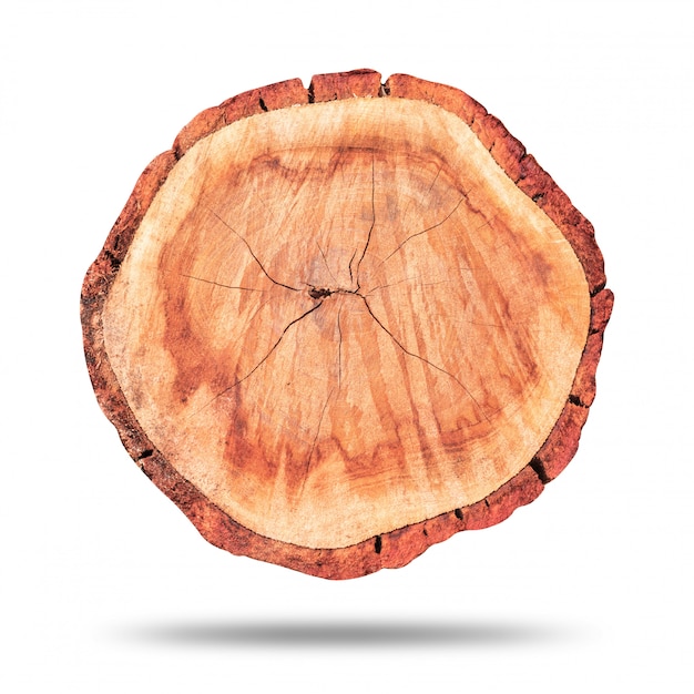 木の切り株または純粋な白で隔離される木製のログ