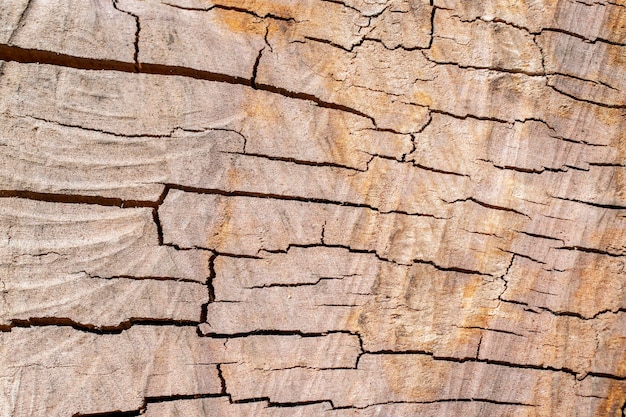 Wood texture of apple tree with cracks