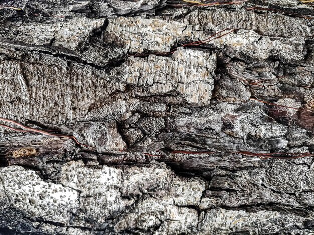 Wood texture background surface old natural pattern