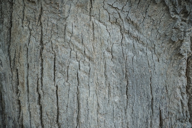 wood texture background