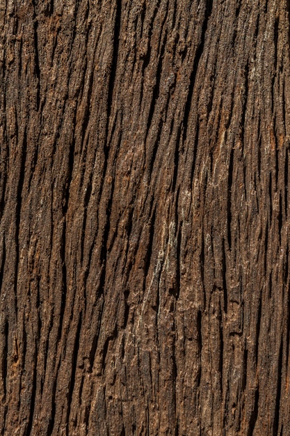 Photo wood texture for a background