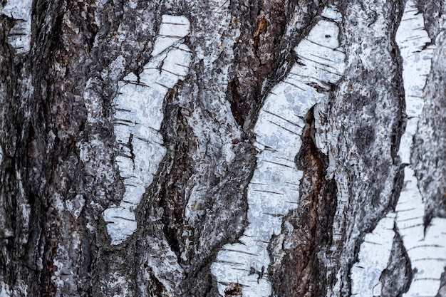 Wood texture. close up black and white birsh wooden background.Details on the surface of the bark of an adult birch