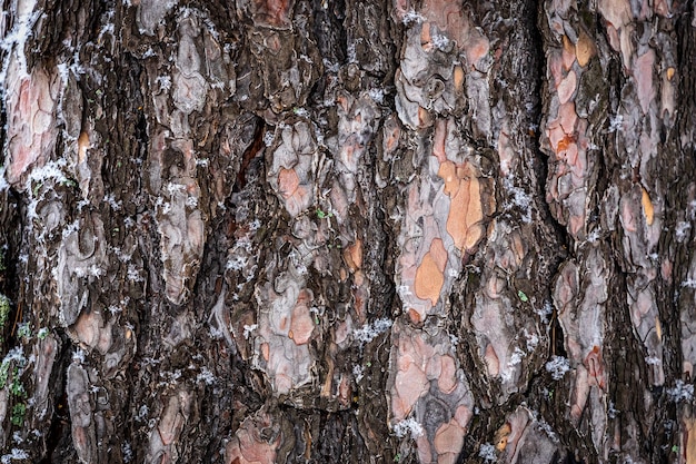 Wood texture. close up brown pine wooden background.Details on the surface of the bark of an adult pine