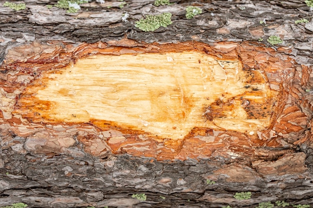 Wood texture. close up brown pine wooden background.Details on the surface of the bark of an adult pine