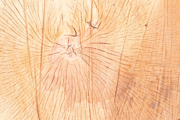 Текстура дерева из срезанного ствола дерева, крупным планом