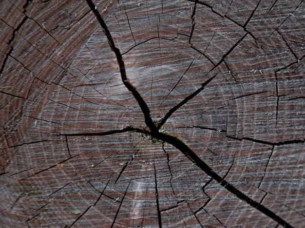 Wood texture of cut tree trunk, Tree-rings, close-up background texture