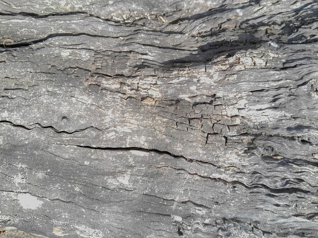 Wood texture of dry