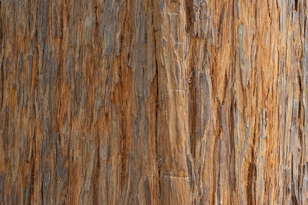 Struttura del legno sequoiadendron giganteum (sequoia gigante conosciuta anche come sequoia gigante, sequoia della sierra, sequoia della sierra, wellingtonia o semplicemente big tree) tronco o tronco con corteccia