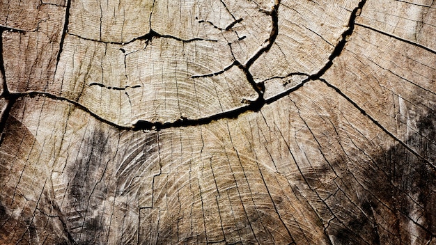 Wood texture at stump