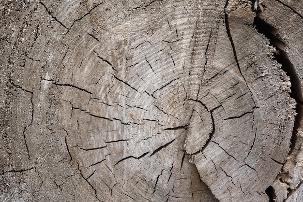 Wood Texture With Natural Pattern