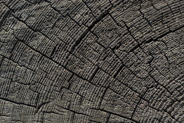 Photo wood texture with natural patterns