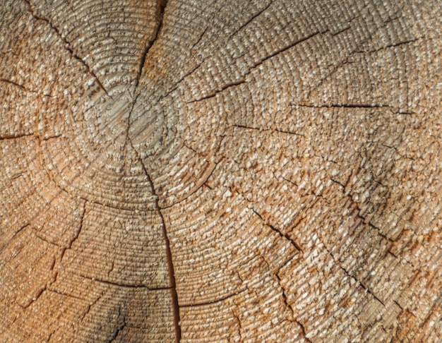 Wood texture with roughness and cracks, background.