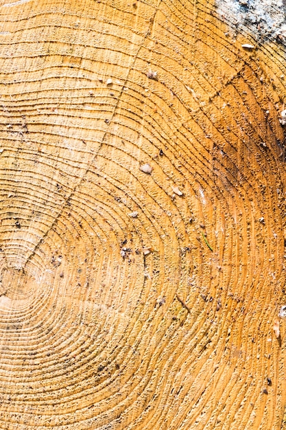 Wood texture with tree rings