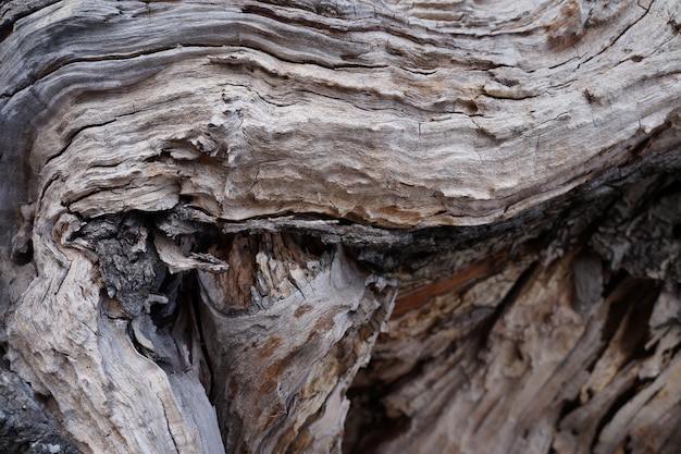 Wood texture