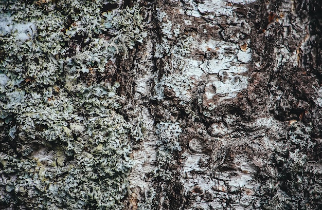 Wood texture