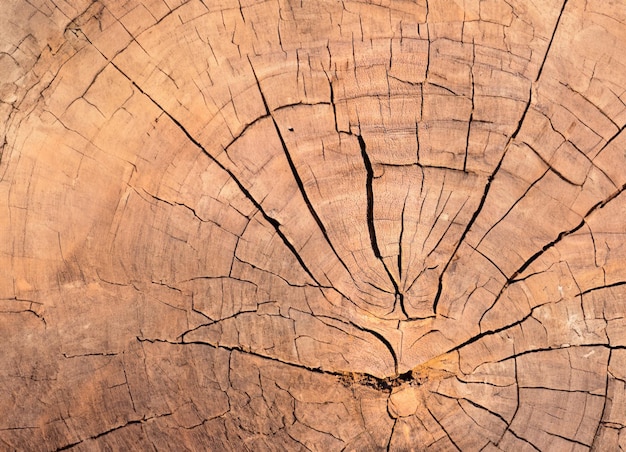 A wood texture