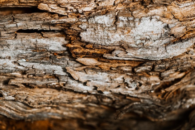 wood texture