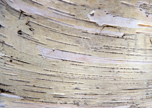 Photo wood texture