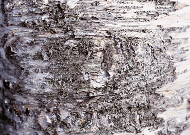 Photo wood texture