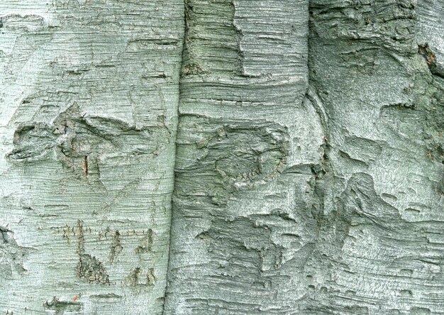 Photo wood texture