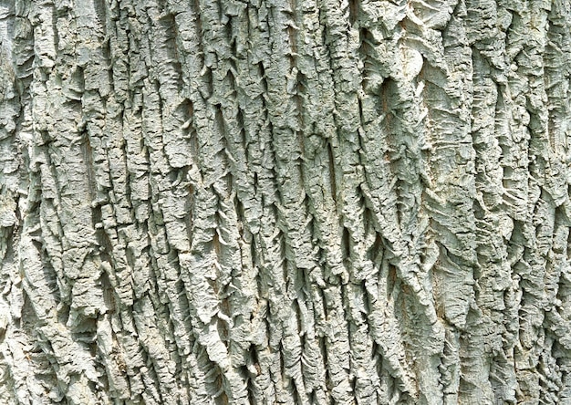 Photo wood texture
