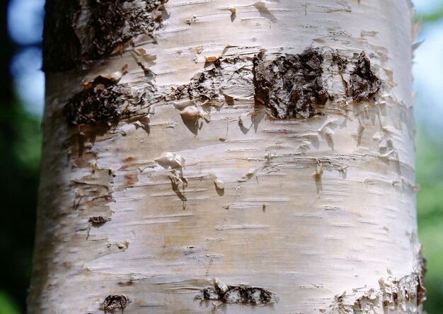 Photo wood texture