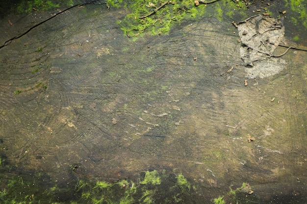 Wood textured background with green moss texture