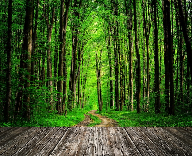 Ambiti di provenienza strutturati di legno in un interno della stanza sulla foresta