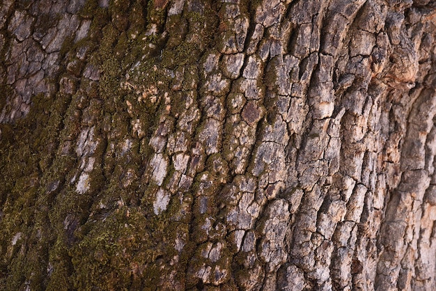 Corteccia di tronco d'albero strutturato in legno, castagno