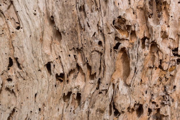 Wood tree decay from damage from termite nature texture background