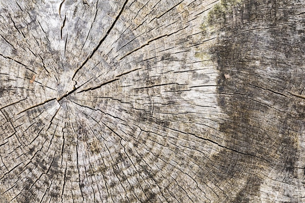 Wood tree texture pattern with year rings