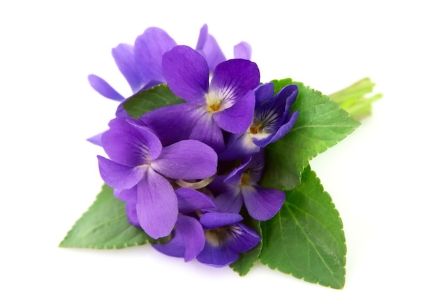 Wood violets flowers close up