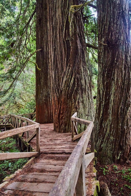 Wood walking bridge with old redwood trees cut into path