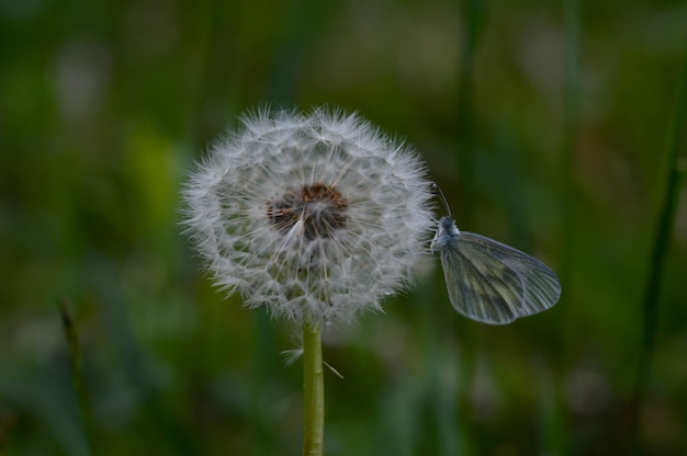 A wood white butterfly resting on a dandelion